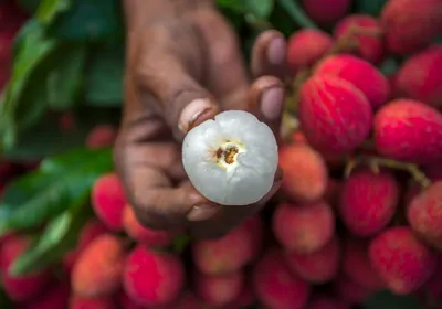A fresh, peeled lychee fruit held above a harvest of fresh lychees
